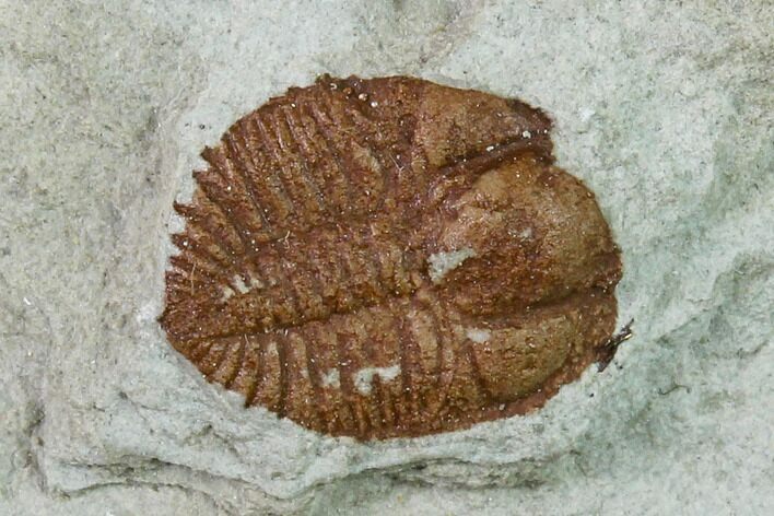 Ordovician Trilobite (Ampyxina) Fossil - Missouri #137236